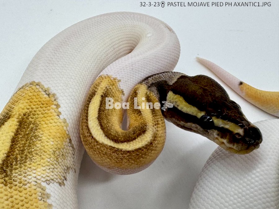 PASTEL MOJAVE PIED PH AXANTIC